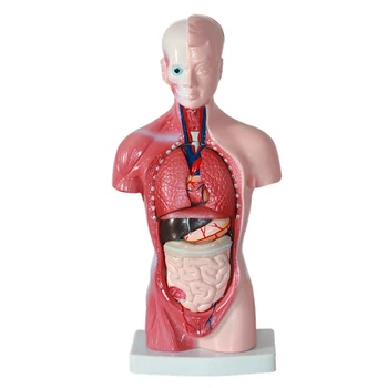 Ľudské Torzo Tela Model Anatómie Anatomické Vnútorných Orgánov PVC Pre Študentov učiteľské Študijné