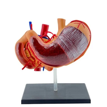 Interaktívne Žalúdka Anatómie Model pre Medicals Študentov Zdravotníckych pracovníkov PVC Žalúdka Anatómie Vedy Model