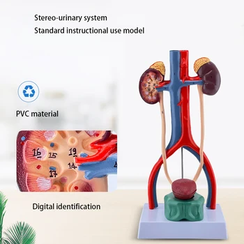Ľudské Močového Systému Anatómia Model Obličky Ureter Močového Mechúra, Močovej Trubice Anatomický Model Lekárskej Vedy Učebné Zdroje