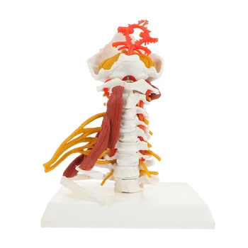 Kostrové Model Anatómia Chrbtice Spining Stavcov Výučby Krčka Maternice Vymeniteľné