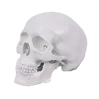 Mini Model Ľudskej Lebky, 3 Diely Anatomický Model Lebky s Vymeniteľné Lebka Spp a Kĺbové Mandible