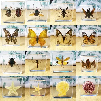 Skutočné Hmyzu Vzorky Utesnené Chrobákov, Conch Škrupiny Zabalené v Živice, Vhodný pre Domáce Dekorácie, Vedy, Vzdelávania Cogniti