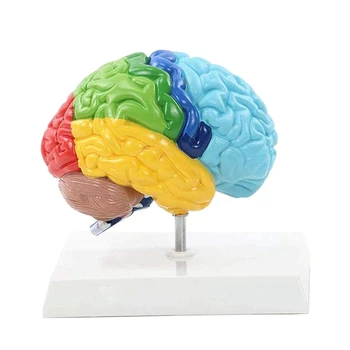 Pravej Hemisfére Mozgu Ľudského Tela Model PVC 1:1 Pre Študentov učiteľské Študijné Montáž Modelu