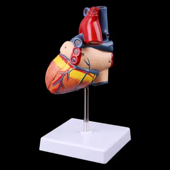 2023 Nové Rozobrať Anatomický Model Ľudského Srdca, Anatómia Učebná Pomôcka